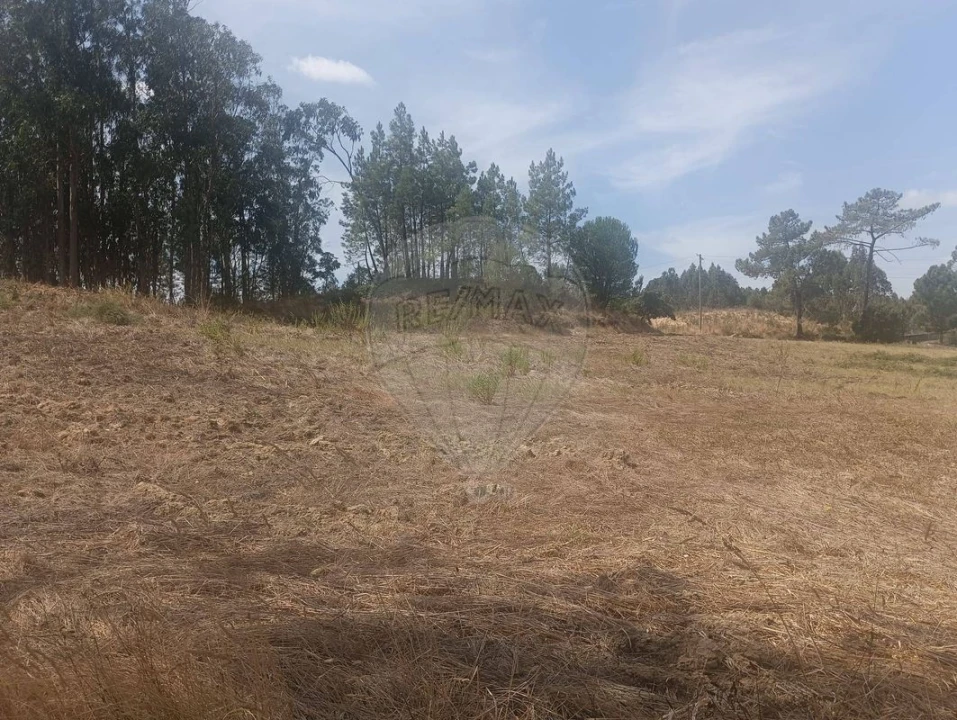 Terreno para Venda em São João da Ribeira e Ribeira de São João Foto 6