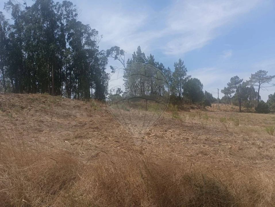 Terreno para Venda em São João da Ribeira e Ribeira de São João Foto 12