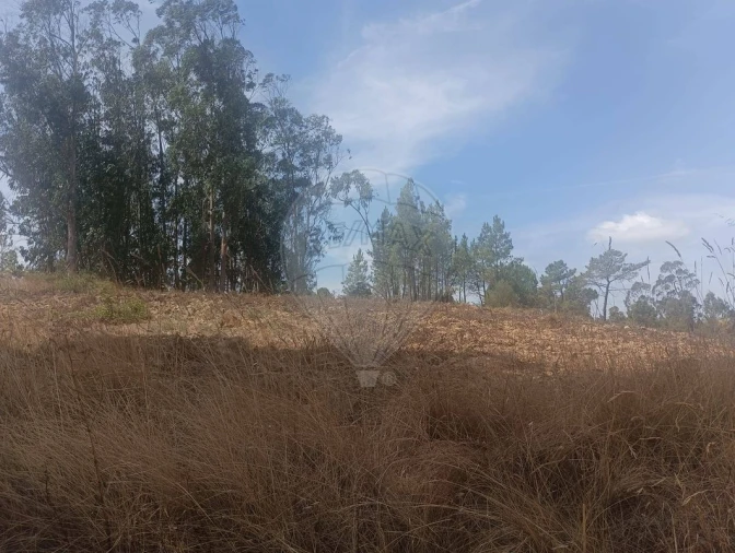 Terreno para Venda em São João da Ribeira e Ribeira de São João Foto 8