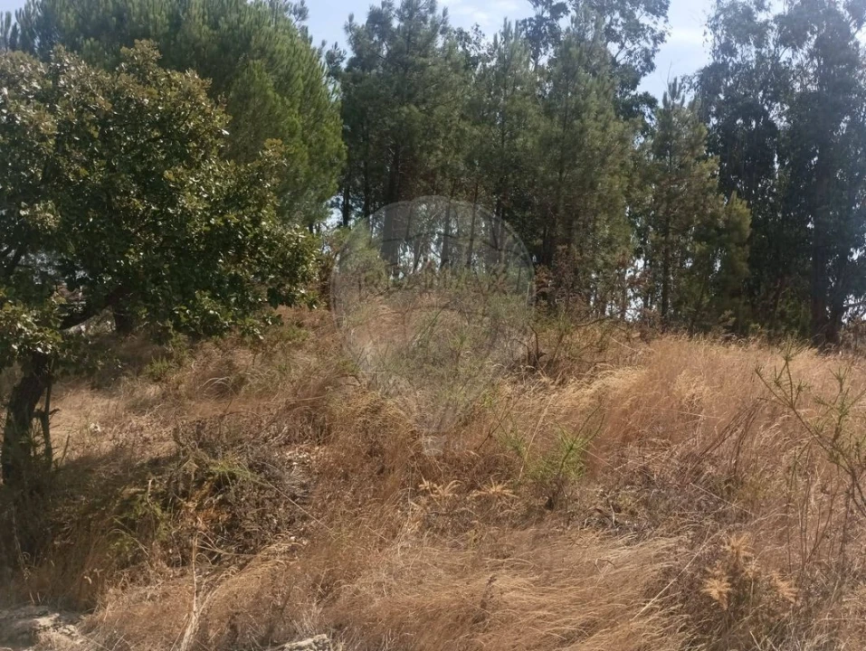 Terreno para Venda em São João da Ribeira e Ribeira de São João Foto 10