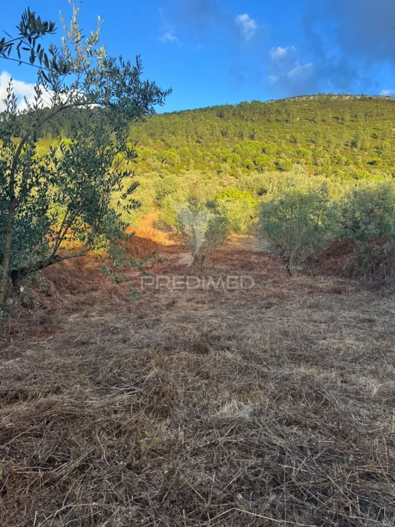 Terreno para Venda em Alqueidão da Serra Foto 7