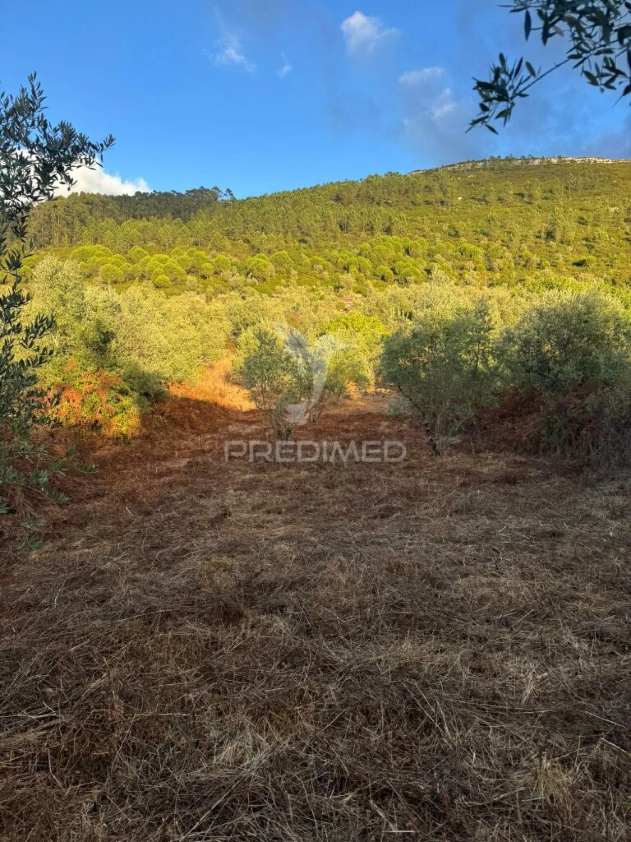 Terreno para Venda em Alqueidão da Serra Foto 2