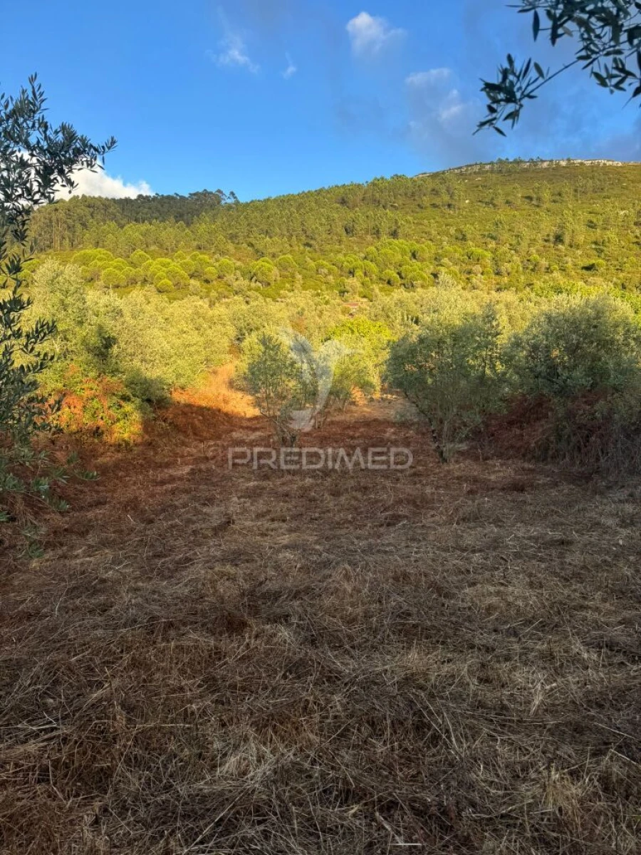 Terreno para Venda em Alqueidão da Serra Foto 2