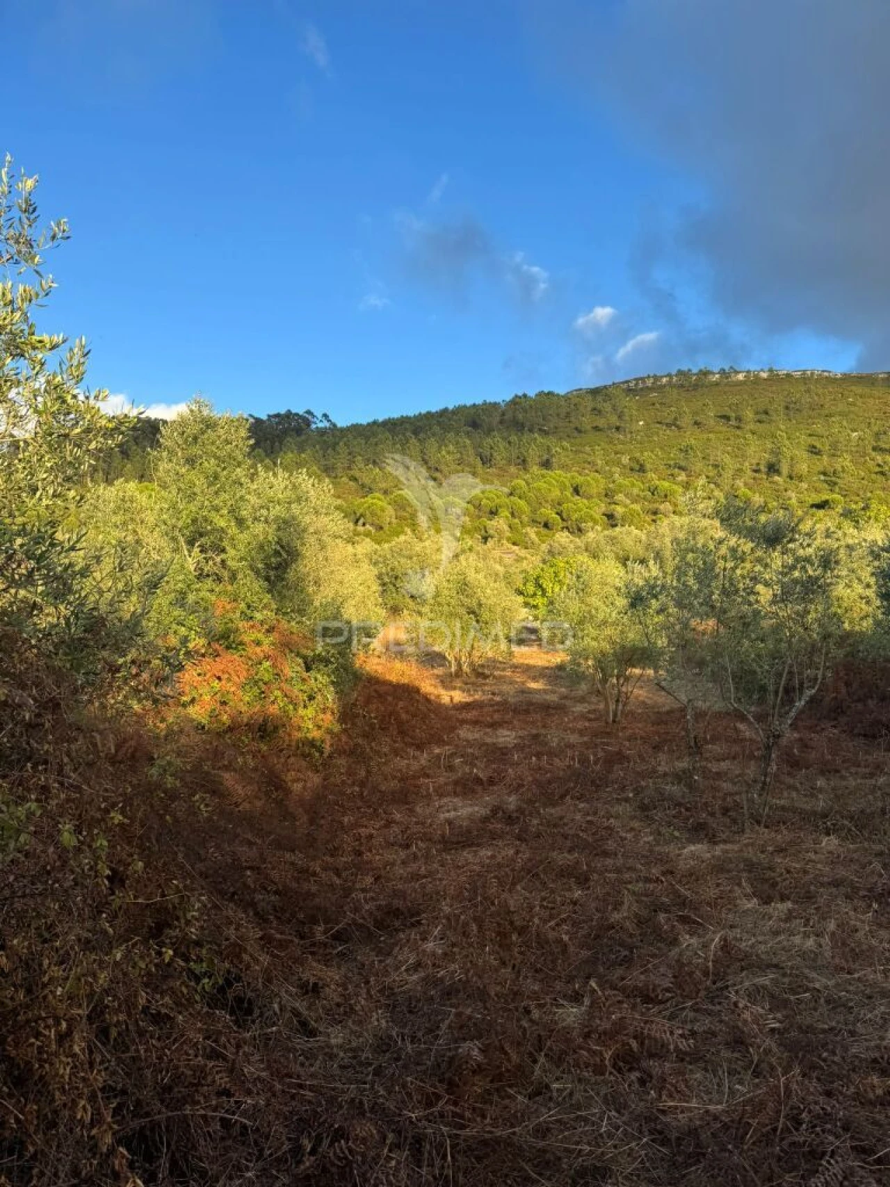 Terreno para Venda em Alqueidão da Serra Foto 14