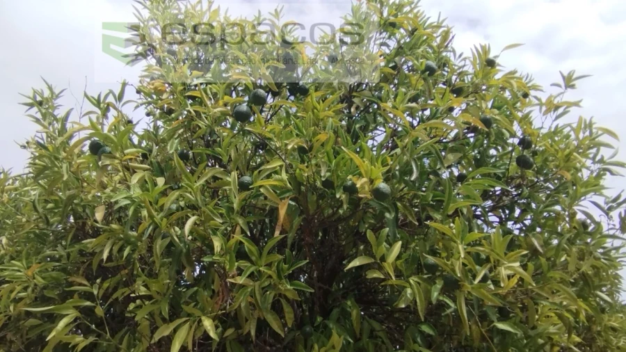 Terreno para Venda em Salvador Foto 9