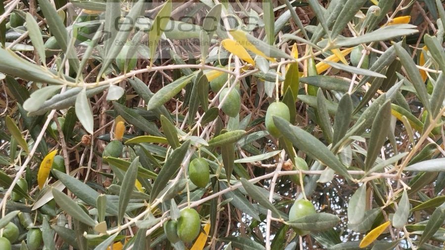 Terreno para Venda em Salvador Foto 10