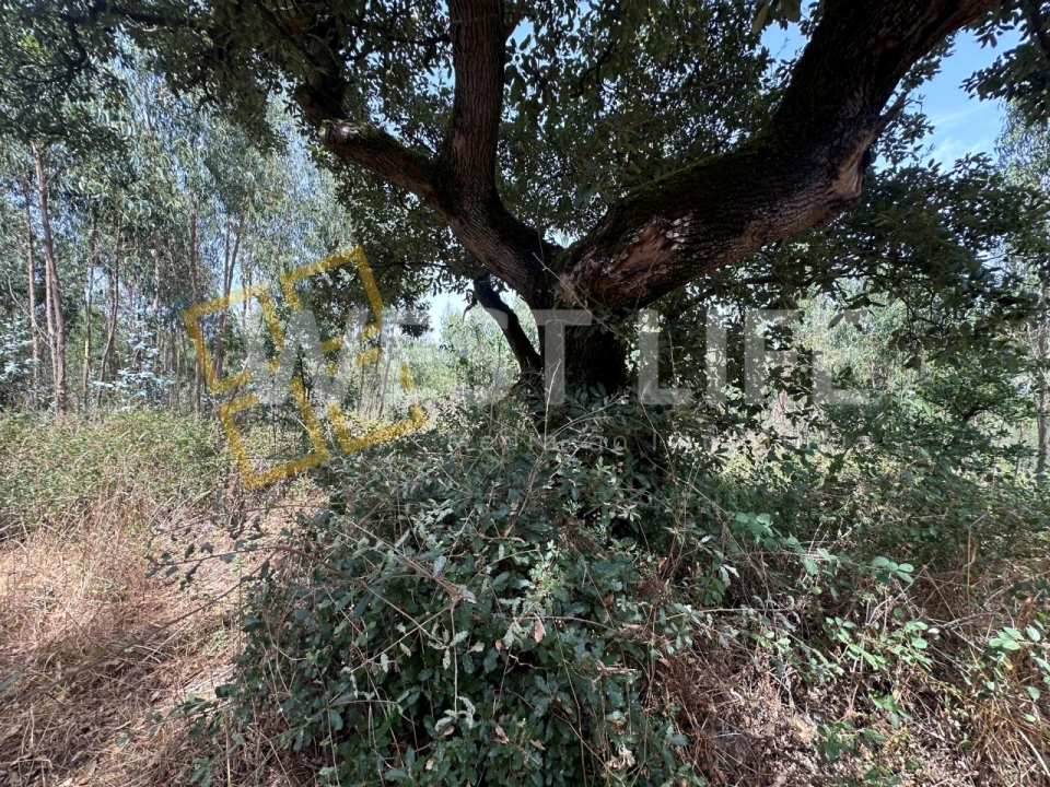 Terreno Agricola ou Rústico para Venda em Malveira e São Miguel de Alcainça Foto 13