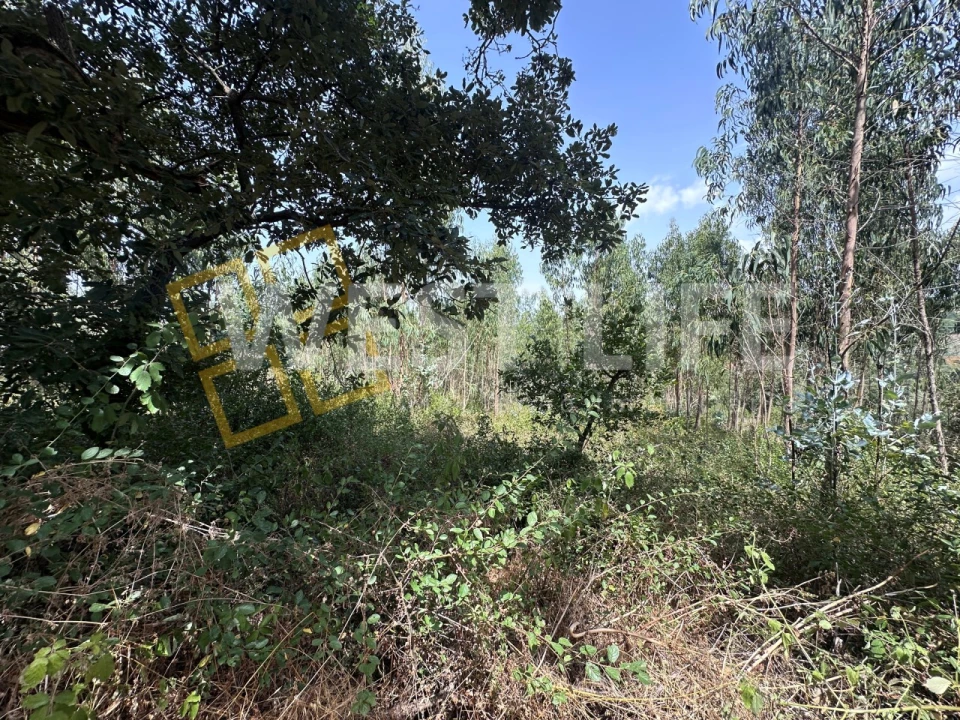 Terreno Agricola ou Rústico para Venda em Malveira e São Miguel de Alcainça Foto 15