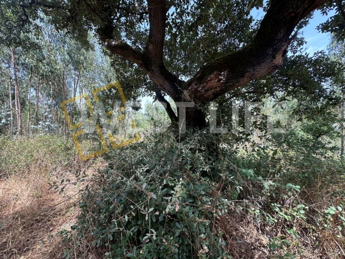 Terreno Agricola ou Rústico para Venda em Malveira e São Miguel de Alcainça Foto 13