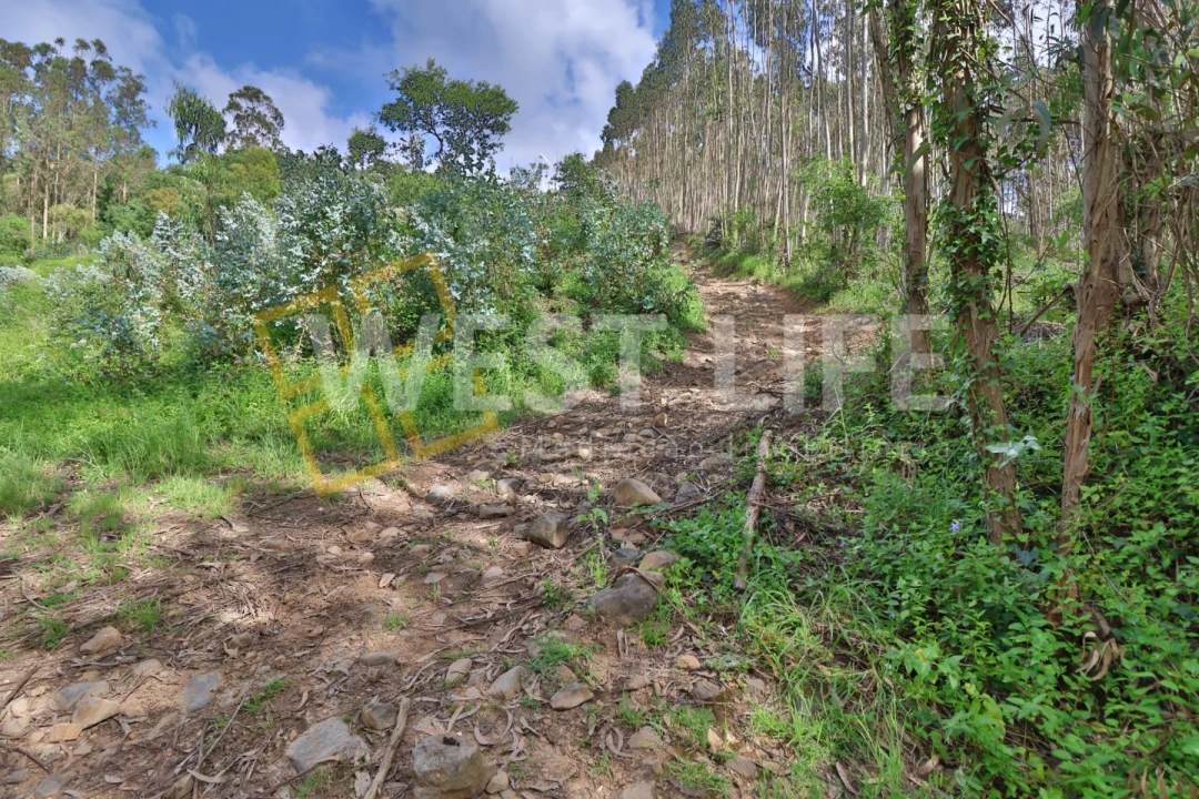 Terreno Agricola ou Rústico para Venda em Malveira e São Miguel de Alcainça Foto 6