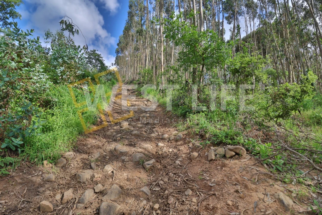 Terreno Agricola ou Rústico para Venda em Malveira e São Miguel de Alcainça Foto 9