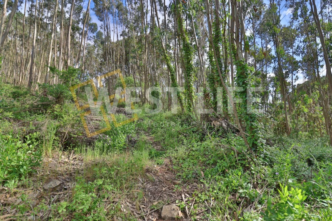 Terreno Agricola ou Rústico para Venda em Malveira e São Miguel de Alcainça Foto 10