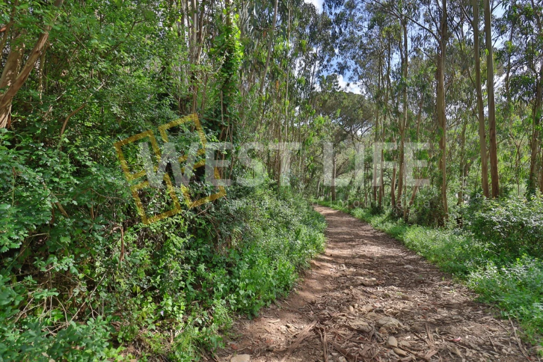 Terreno Agricola ou Rústico para Venda em Malveira e São Miguel de Alcainça Foto 11