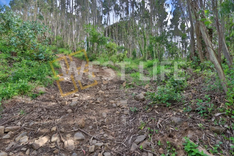 Terreno Agricola ou Rústico para Venda em Malveira e São Miguel de Alcainça Foto 7