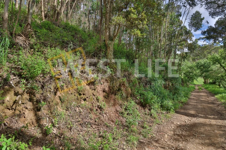 Terreno Agricola ou Rústico para Venda em Malveira e São Miguel de Alcainça Foto 15