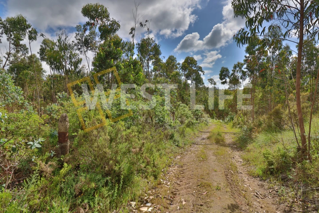 Terreno Agricola ou Rústico para Venda em Malveira e São Miguel de Alcainça Foto 8