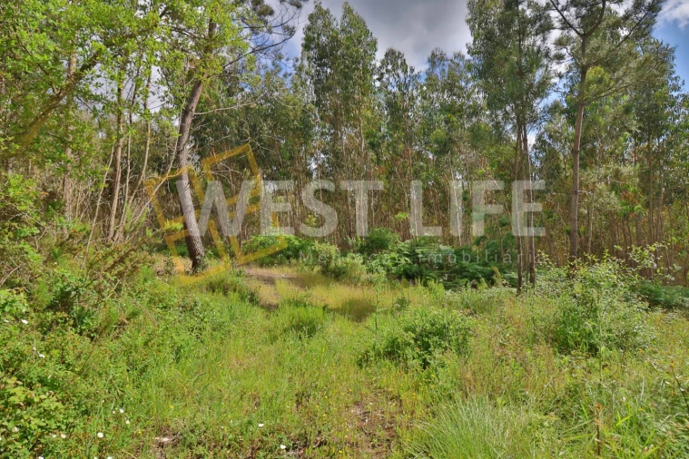 Terreno Agricola ou Rústico para Venda em Malveira e São Miguel de Alcainça Foto 7