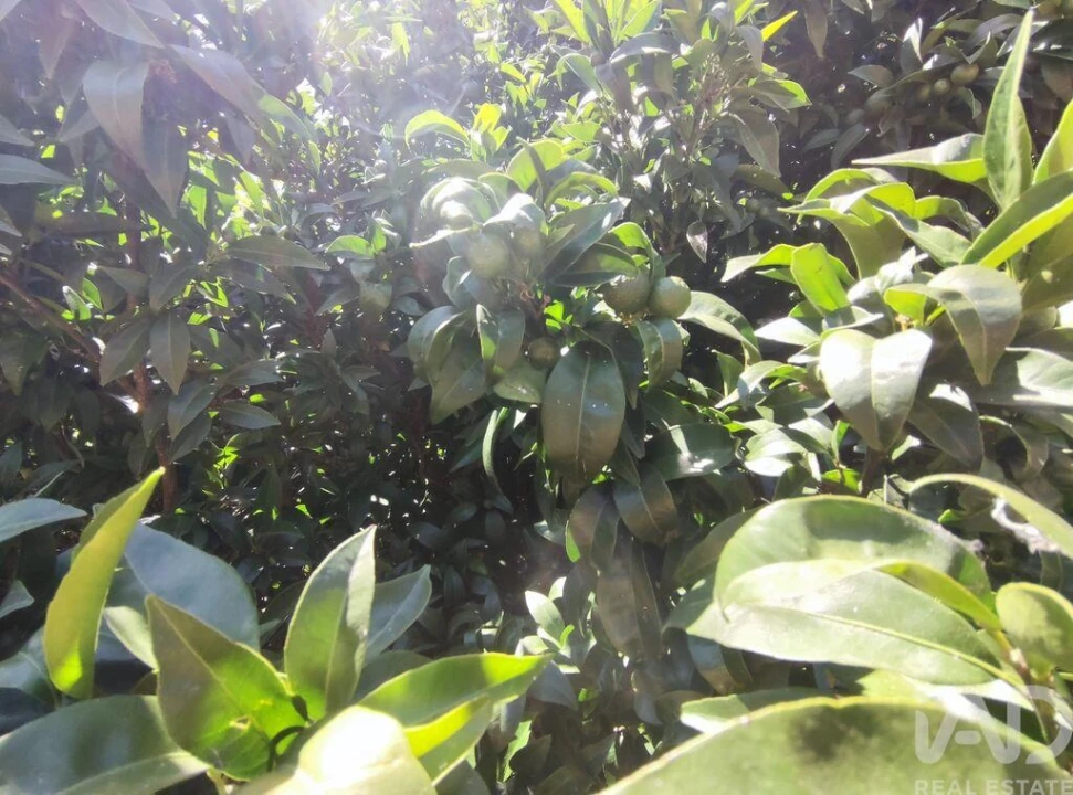 Moradia T5 para Venda em Moledo Foto 27