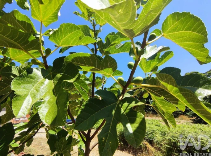 Moradia T5 para Venda em Moledo Foto 26