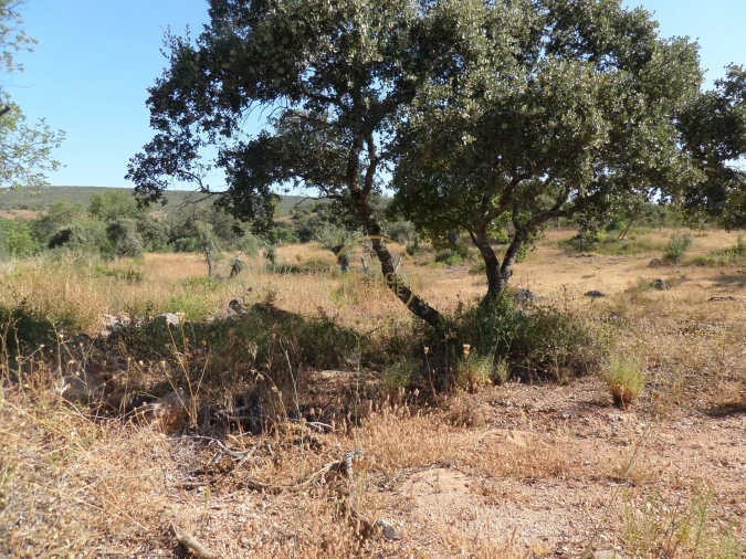 Terreno para Venda em Boliqueime Foto 23