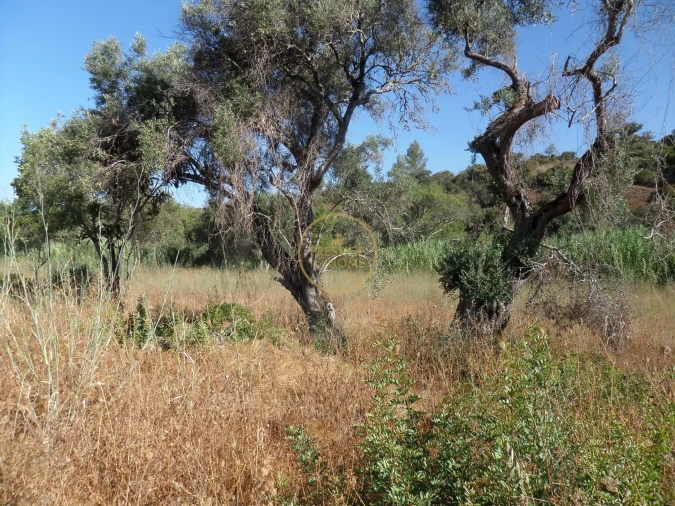 Terreno para Venda em Boliqueime Foto 10