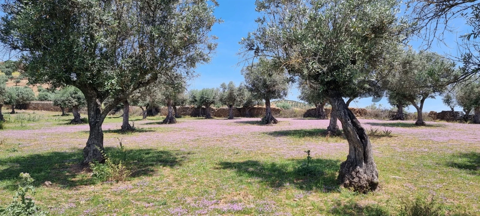 Terreno Misto para Venda em Portel Foto 13