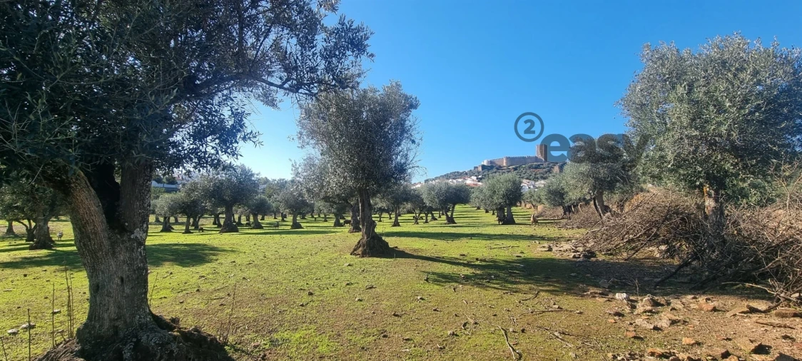 Terreno Misto para Venda em Portel Foto 16