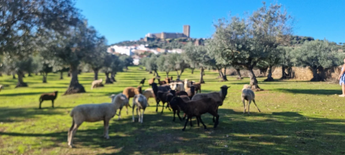 Terreno Misto para Venda em Portel Foto 12