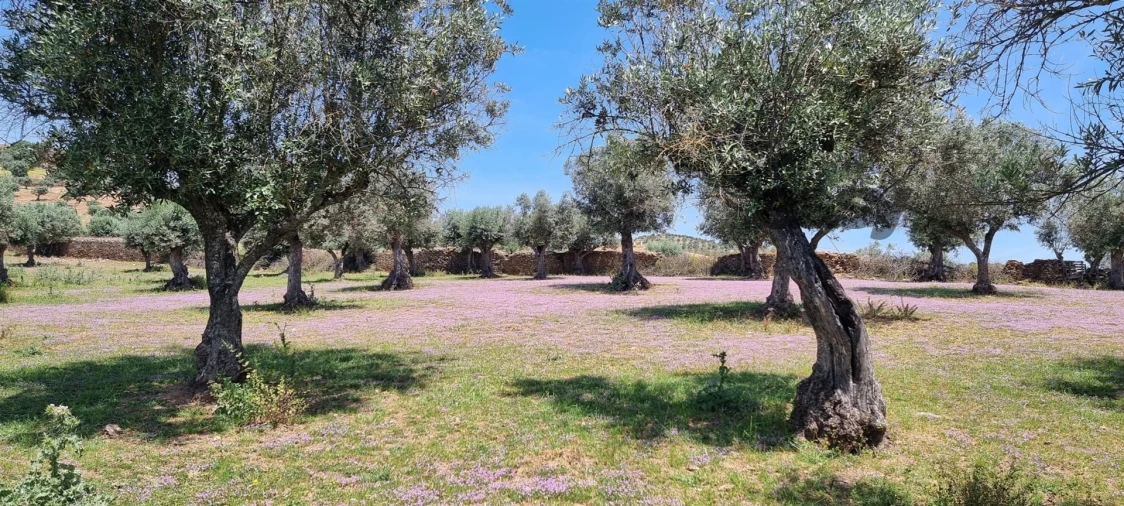 Terreno Misto para Venda em Portel Foto 13