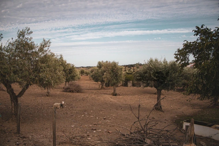 Terreno Misto para Venda em Portel Foto 5