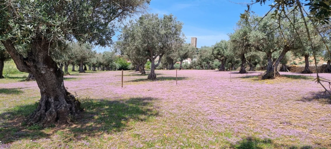 Terreno Misto para Venda em Portel Foto 11
