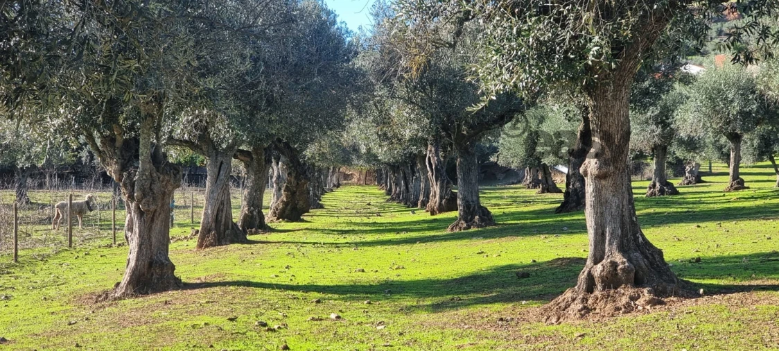 Terreno Misto para Venda em Portel Foto 15