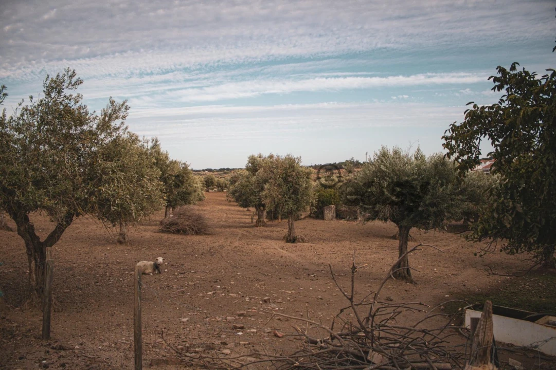 Terreno Misto para Venda em Portel Foto 5