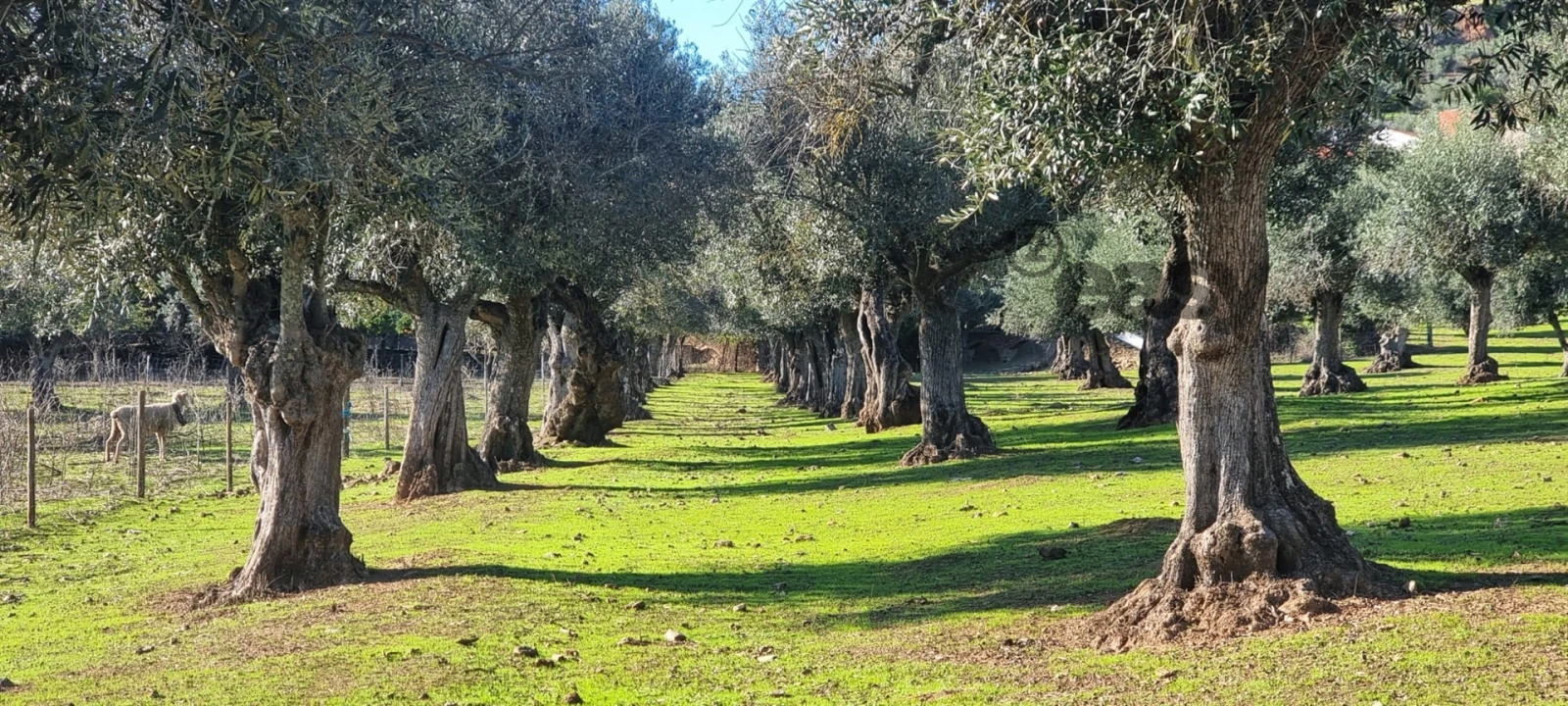 Terreno Misto para Venda em Portel Foto 15