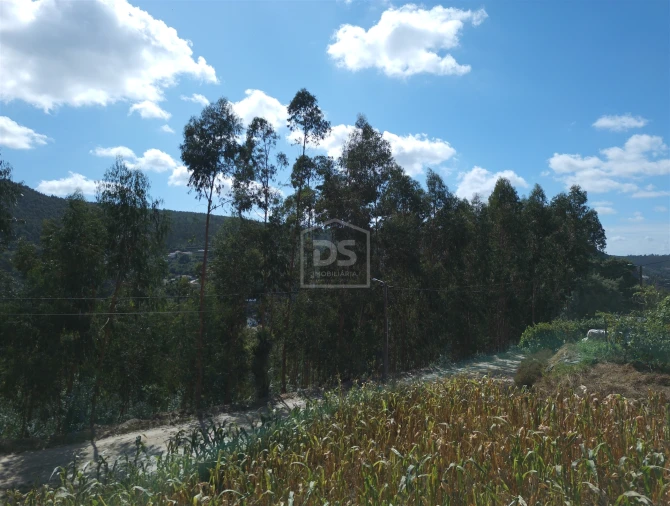 Terreno para Venda em Raiva, Pedorido e Paraíso Foto 2