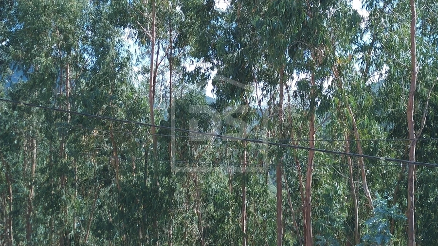 Terreno para Venda em Raiva, Pedorido e Paraíso