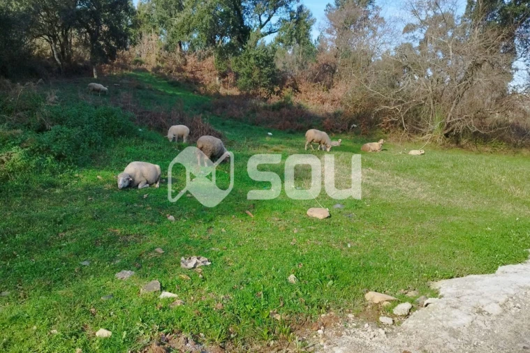 Terreno para Venda em Alfena Foto 9