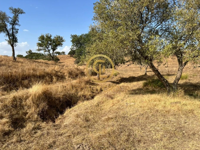 Terreno para Venda em Serpa (Salvador e Santa Maria) Foto 20