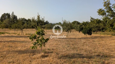 Terreno Agricola ou Rústico para Venda em Quinchães