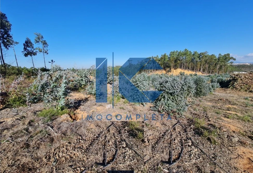 Terreno para Venda em Oliveira do Bairro Foto 4
