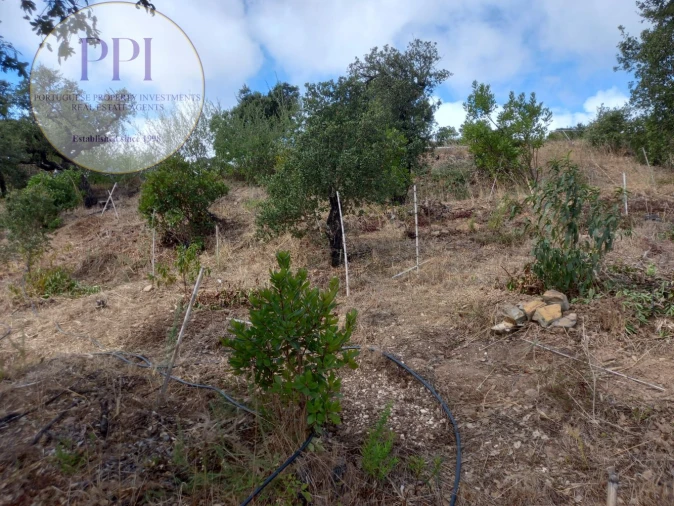 Terreno para Venda em Barão de São Miguel Foto 30