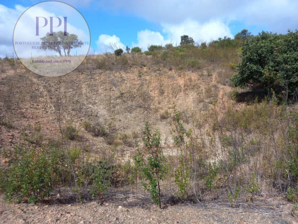Terreno para Venda em Barão de São Miguel Foto 17