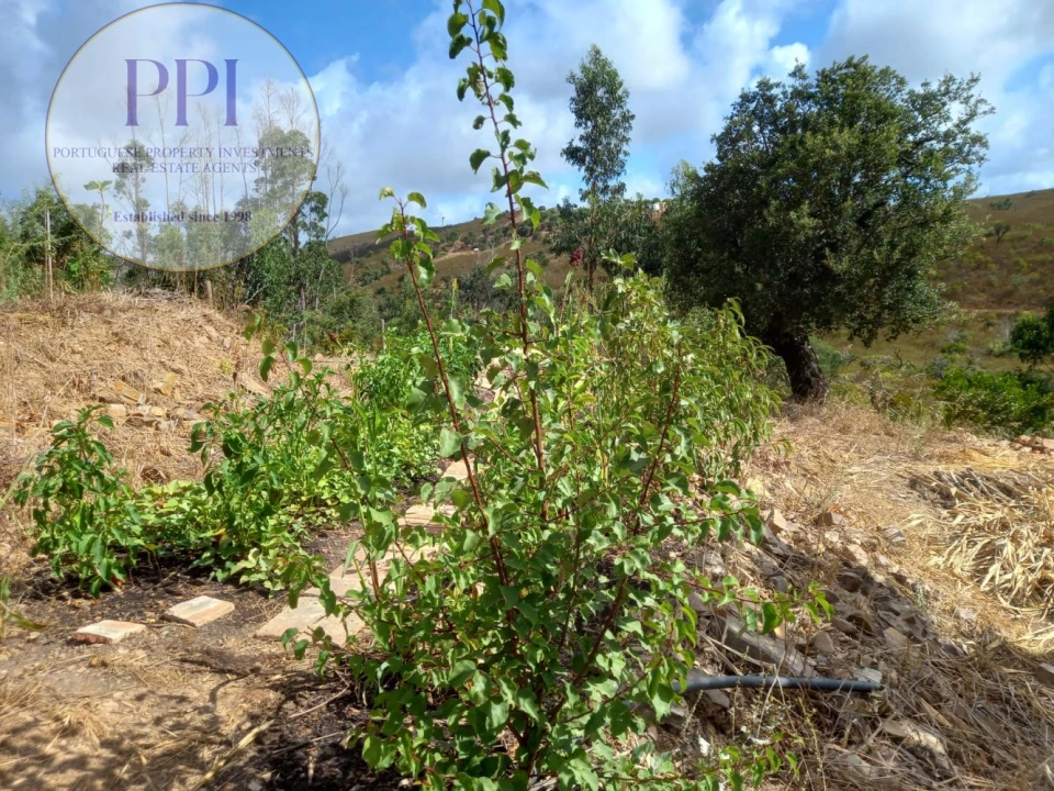 Terreno para Venda em Barão de São Miguel Foto 26