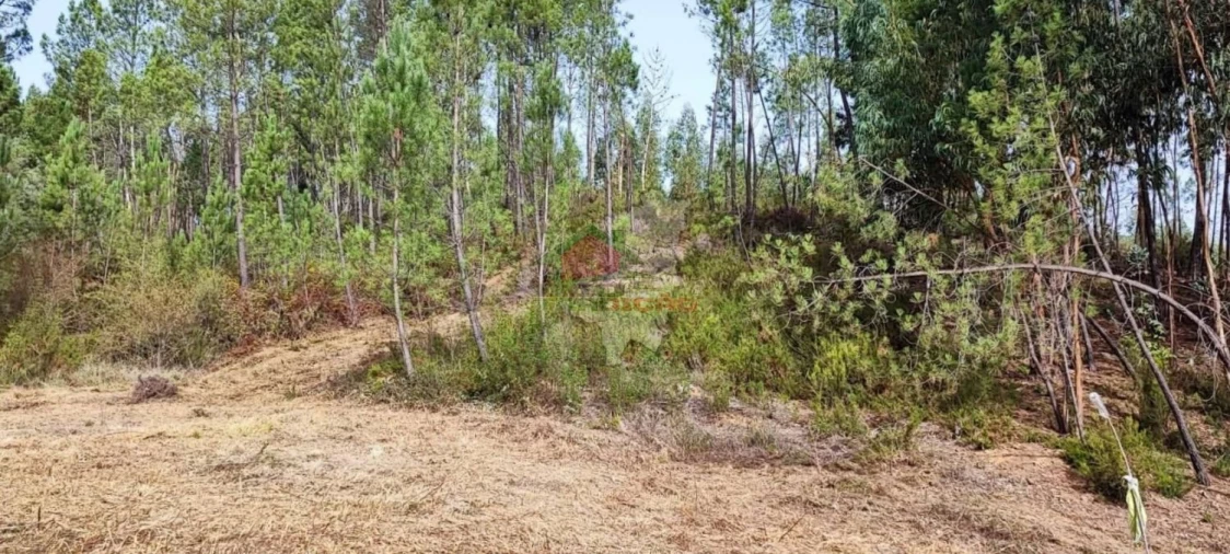 Moradia T3 para Venda em Cernache do Bonjardim, Nesperal e Palhais Foto 35