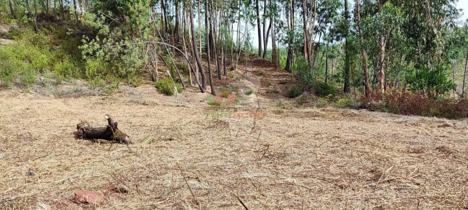 Moradia T3 para Venda em Cernache do Bonjardim, Nesperal e Palhais Foto 36