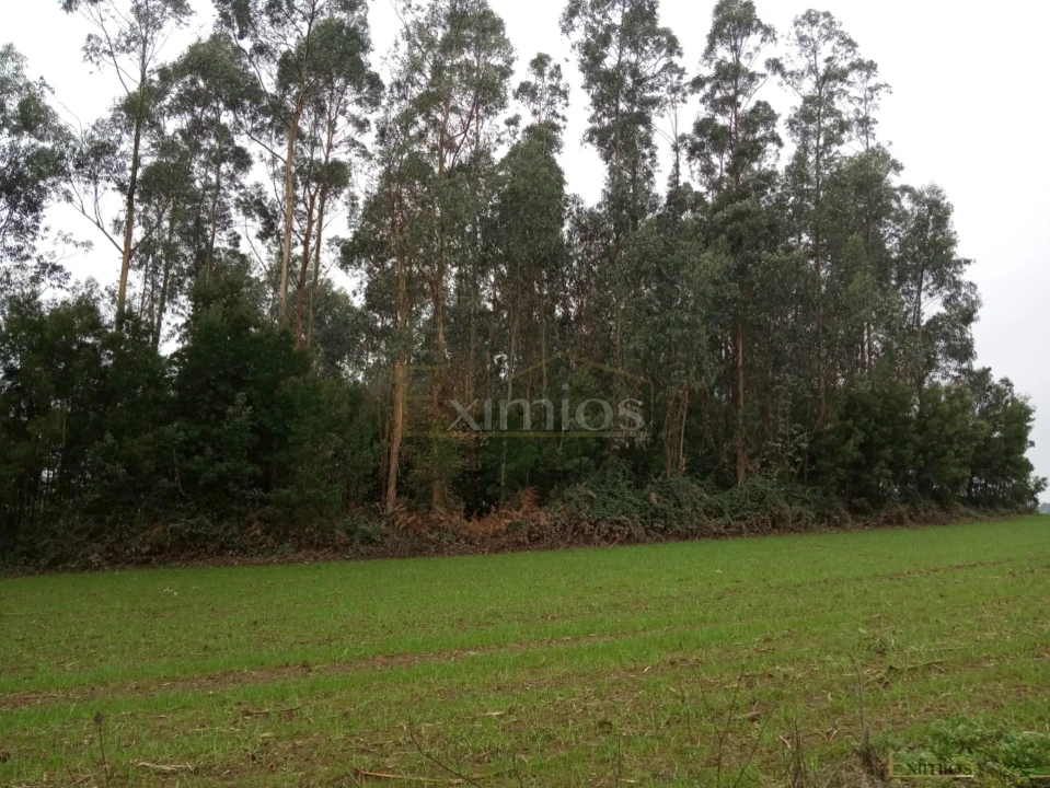 Terreno para Venda em Aveleda Foto 1