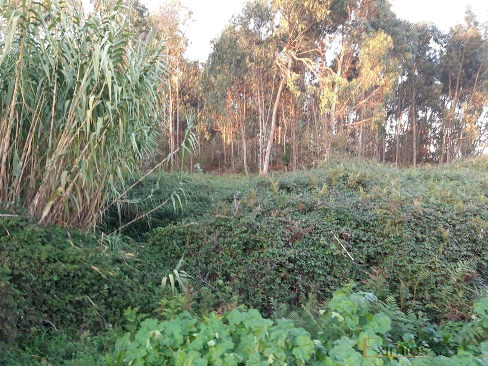 Terreno para Venda em Póvoa de Varzim, Beiriz e Argivai Foto 5