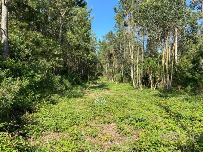 Terreno para Venda em Labruge Foto 6