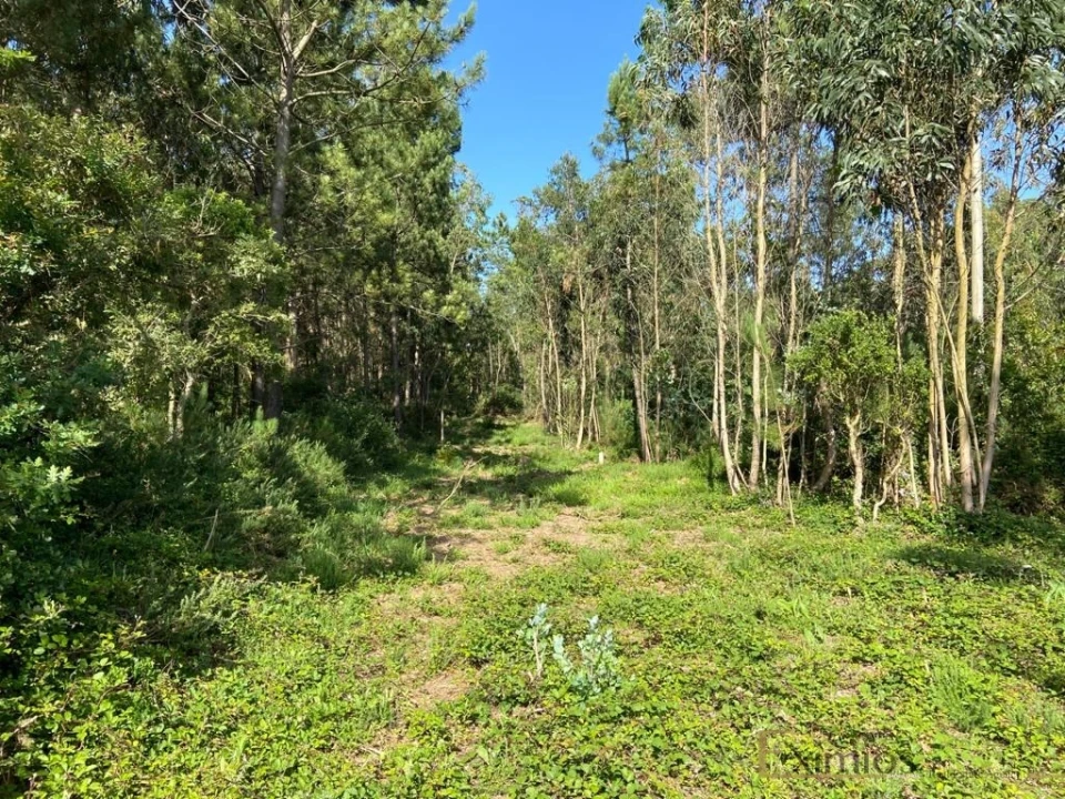 Terreno para Venda em Labruge Foto 1