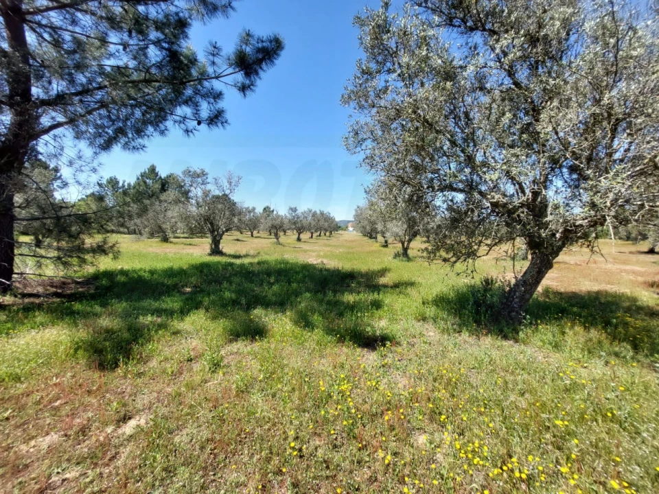 Terreno Agricola ou Rústico para Venda em Grândola e Santa Margarida da Serra Foto 2